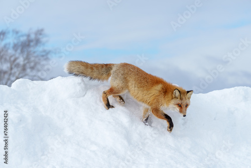 雪原のキタキツネ　北海道三大かわいい動物 © ibuki