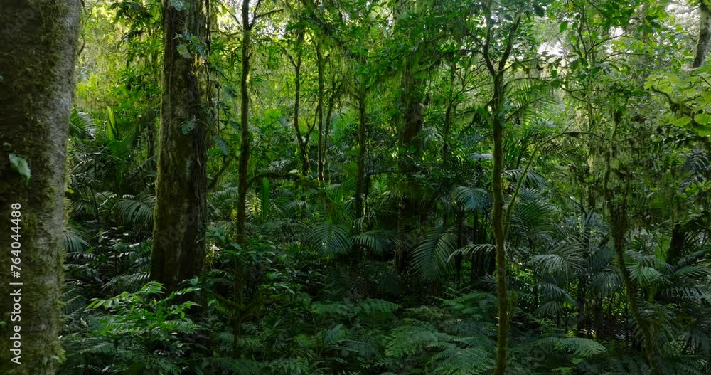 Lush green jungle with abundant trees, plants, and groundcover Lush green jungle with abundant trees, plants, and groundcover