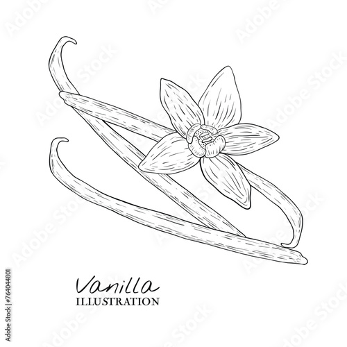 vanilla illustration on white background. Hand drawn sketches