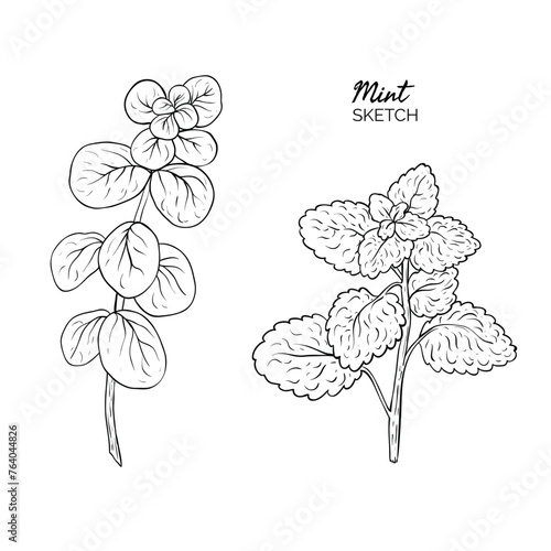 Cooking spicy ingredient. Isolated mint plant and leaves.