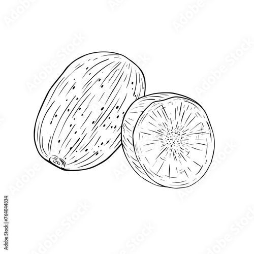 Hand drawn nutmeg sketch vector illustration isolated on white.