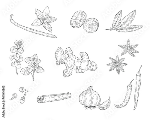 Spices and herbs for baking and cooking. Hand sketched illustrations