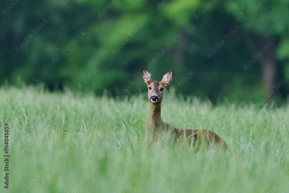 A cute female european roe deer stands in the grass. Capreolus capreolus. A cute female european roe deer stands in the grass. Capreolus capreolus.
