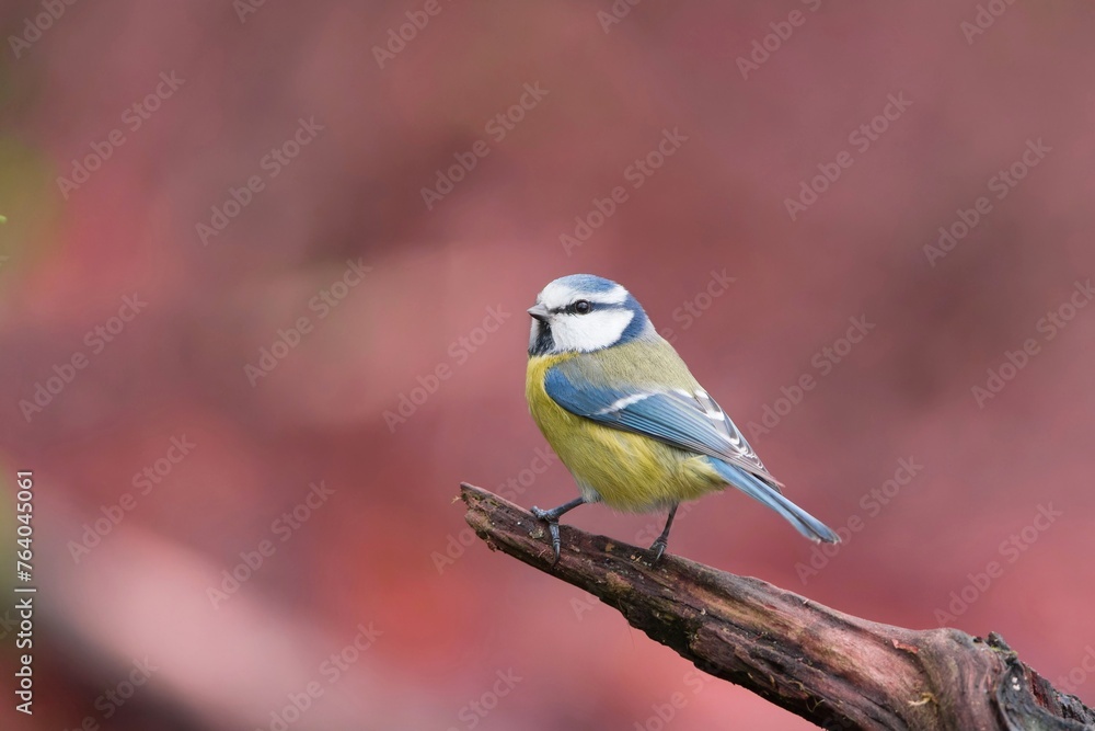 A cute blue tit sits on a branch. Cyanistes caeruleus