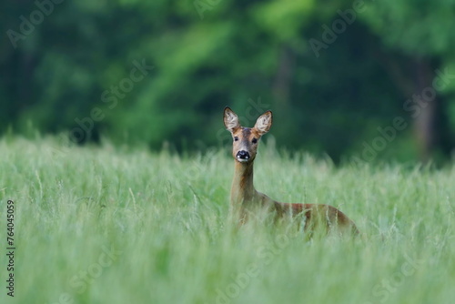 Fototapeta Naklejka Na Ścianę i Meble -  A cute female  european roe deer stands in the grass. Capreolus capreolus. 