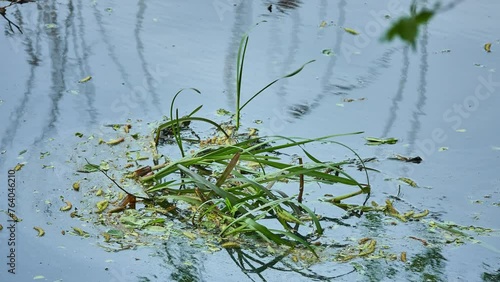 Sparganium emersum is flowering plant in cat-tail family known by common names European bur-reed and unbranched bur-reed. photo