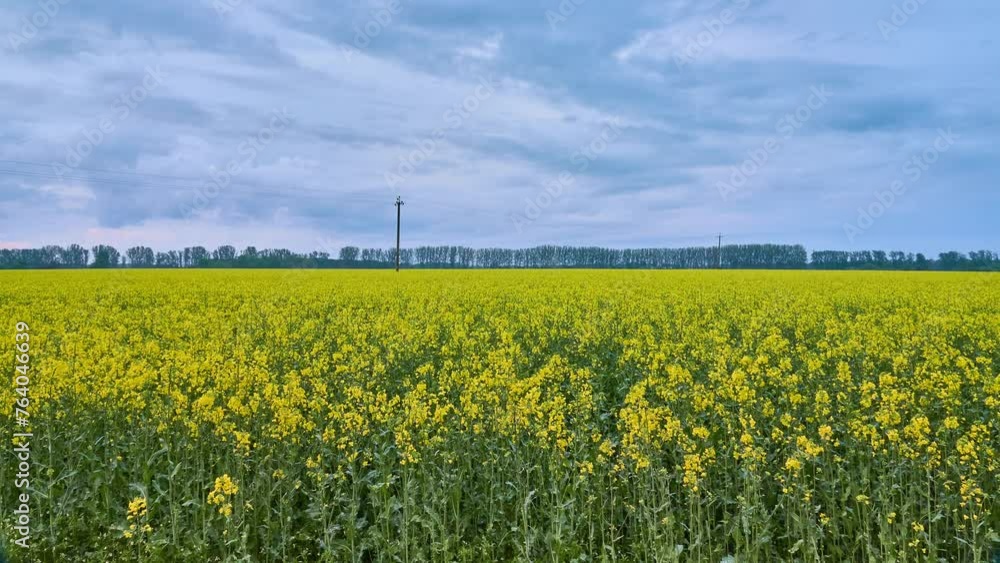 Rapeseed (Brassica napus subsp. Napus), rape, or oilseed rape, is bright-yellow flowering member of family Brassicaceae (mustard or cabbage family), cultivated mainly for its oil-rich seed Rapeseed (Brassica napus subsp. Napus), rape, or oilseed rape, is bright-yellow flowering member of family Brassicaceae (mustard or cabbage family), cultivated mainly for its oil-rich seed
