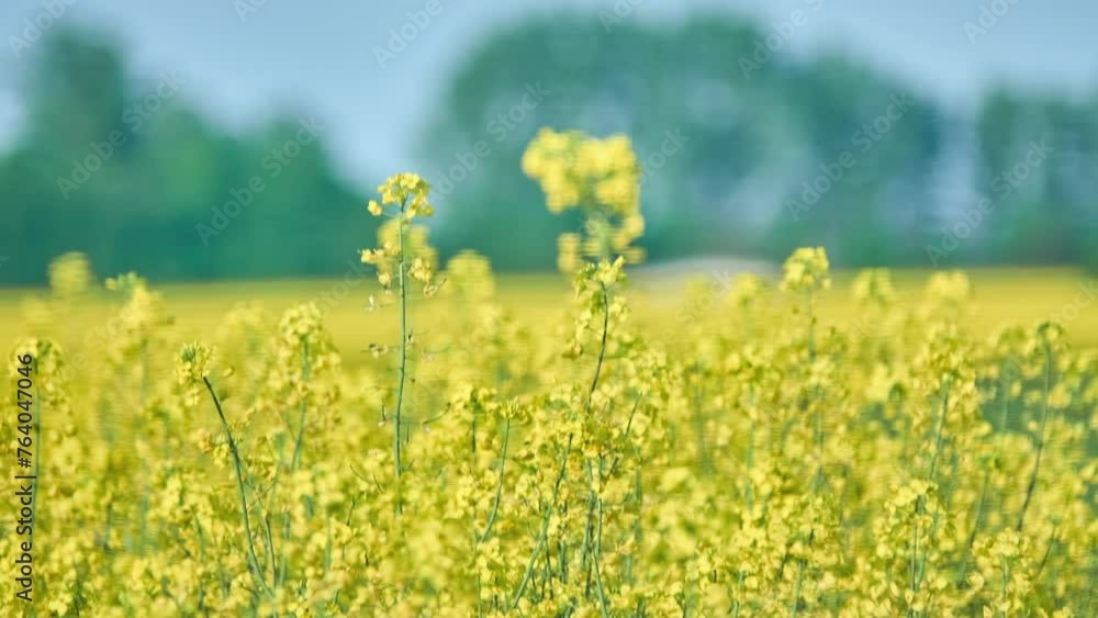 Rapeseed (Brassica napus), also known as rape, or oilseed rape, is a bright-yellow flowering member of family Brassicaceae (mustard or cabbage family). Canola are a group of rapeseed. Rapeseed (Brassica napus), also known as rape, or oilseed rape, is a bright-yellow flowering member of family Brassicaceae (mustard or cabbage family). Canola are a group of rapeseed.