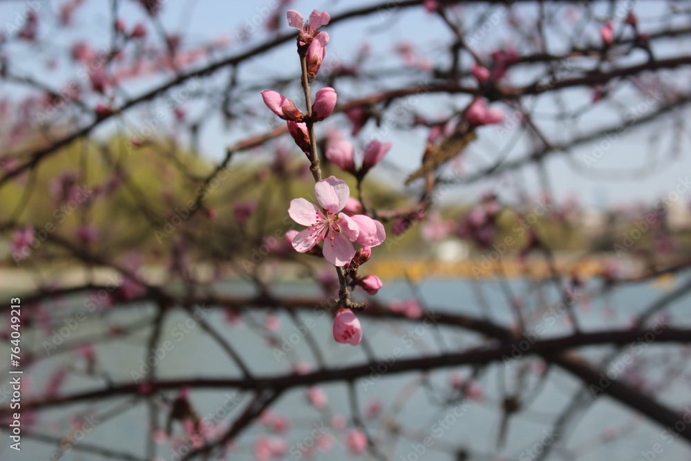 Hersonos día de inicio de primavera 2024 en 玉渊潭公园 Yuyuantan Park. Pekín - China Hersonos día de inicio de primavera 2024 en 玉渊潭公园 Yuyuantan Park. Pekín - China