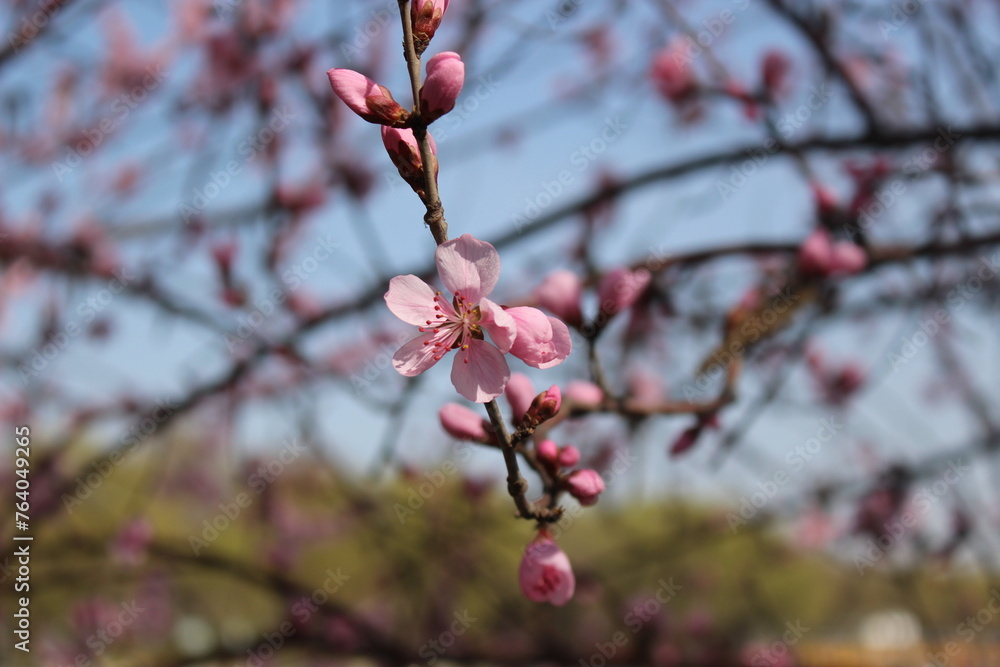 Hersonos día de inicio de primavera 2024 en 玉渊潭公园 Yuyuantan Park. Pekín - China Hersonos día de inicio de primavera 2024 en 玉渊潭公园 Yuyuantan Park. Pekín - China