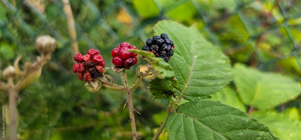 organic blackberries growing on the bush organic blackberries growing on the bush