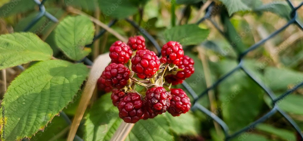 organic blackberries growing on the bush organic blackberries growing on the bush