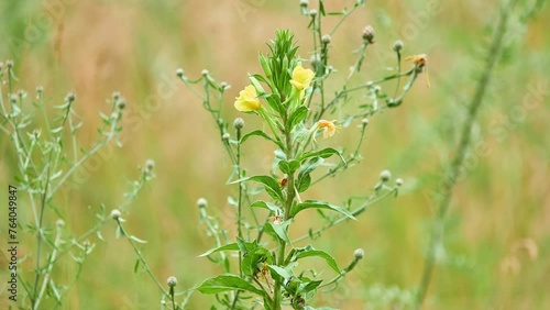 Oenothera biennis, common evening-primrose, is flowering plant in family Onagraceae. It is evening star, sundrop, weedy evening primrose, German rampion, hog weed, King's cure-all and fever-plant.