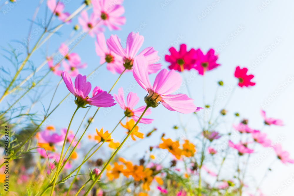 Pink cosmos flower field in garden. Pink cosmos flower field in garden.