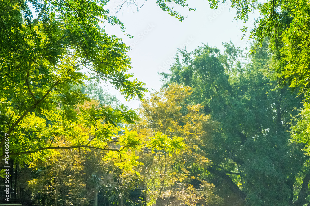 Fototapeta premium Scenic forest of fresh green with sunlight.