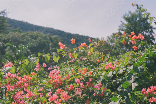 flowers in the mountains