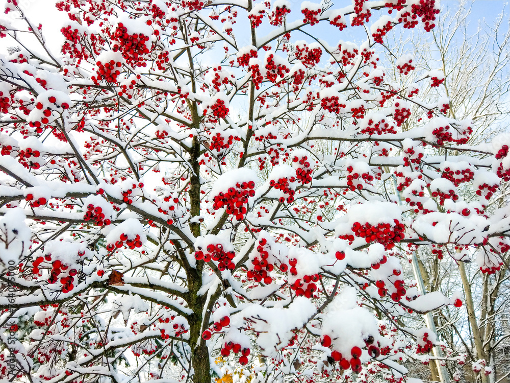 Rowan clusters in the snow