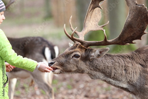Fototapeta Naklejka Na Ścianę i Meble -  Children and adults feed deer in the forest from their hands. Contact Zoo, Reindeer, children, people, feeding animals, forest, wild animals and people