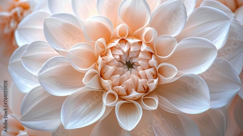 Pure Beauty: Close-Up of White Dahlia Flower Petals © hisilly