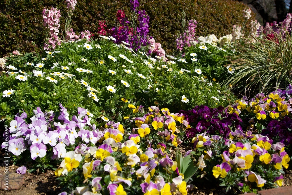 Spring flower bed scenery in tokyo Spring flower bed scenery in tokyo