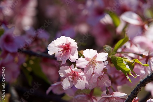 Close-up of cherry blossoms in early spring