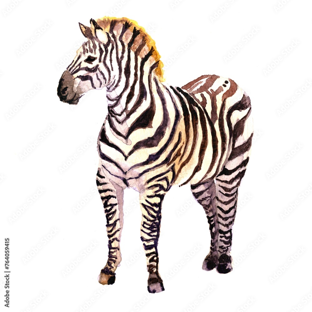 Fototapeta premium Watercolor illustration of a zebra on a white isolated background. Picture for the alphabet, children's encyclopedia, print.