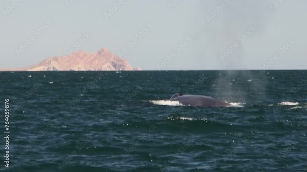 blue whale in cortez sea loreto biggest animal in the world blue whale in cortez sea loreto biggest animal in the world