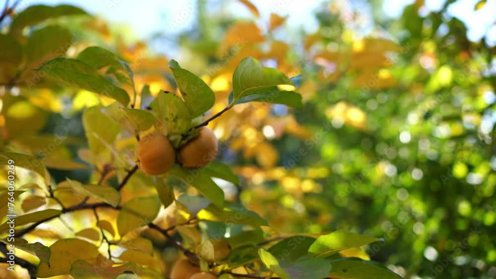 Orange persimmon grows on a tree among yellowing leaves in a grove. High quality 4k footage Orange persimmon grows on a tree among yellowing leaves in a grove. High quality 4k footage
