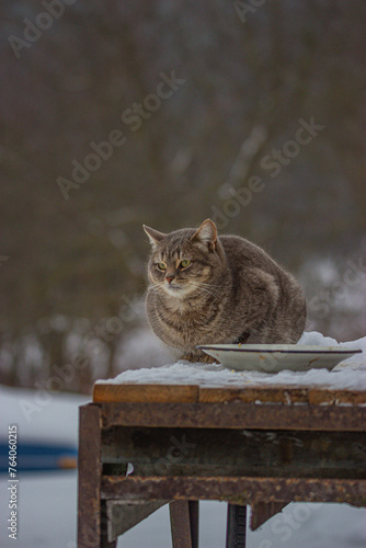 a street cat in winter on the street