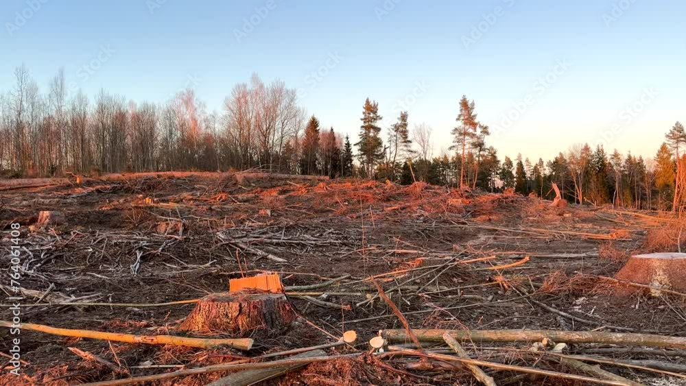 Forest clearing. Illegal deforestation landscape. Illegal logging. Amazon Forest destruction, felling trees. Cutting trees. Stacks cut. Forests illegal disappearing. Deforestation, timber logging. Forest clearing. Illegal deforestation landscape. Illegal logging. Amazon Forest destruction, felling trees. Cutting trees. Stacks cut. Forests illegal disappearing. Deforestation, timber logging.