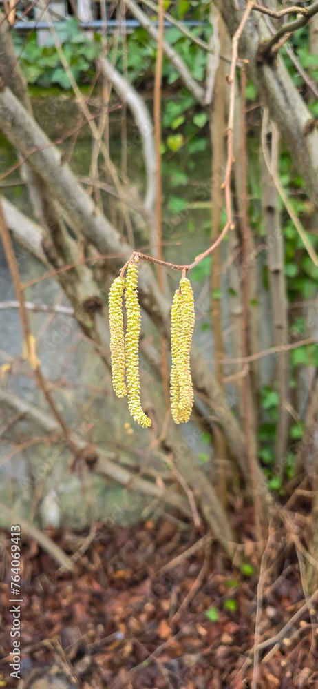 Naklejka premium Spring pollen flight / pollen allergy background banner panorama - Common hazel / hazelnut shrub tree ( Corylus avellana ) with pollen catkins and yellow flower pollen, illuminated by the sun