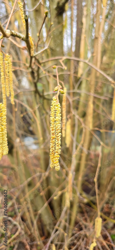 Spring pollen flight / pollen allergy background banner panorama - Common hazel / hazelnut shrub tree ( Corylus avellana ) with pollen catkins and yellow flower pollen, illuminated by the sun