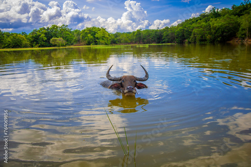Buffalo plays in the water and takes a bath. © Yotha
