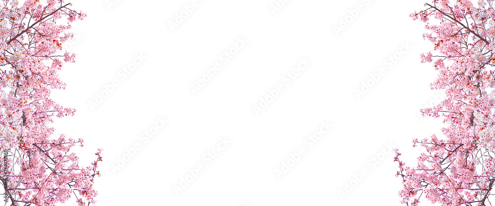 Cherry blossoms in spring isolated on white background. Cherry blossoms in spring isolated on white background.
