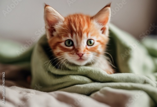 A red little kitten is wrapped in a blanket. Domestic ginger kitten for love and care