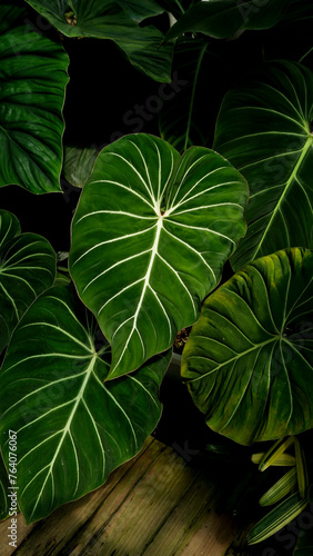 heart leaves philodendron topical plants indoor plants