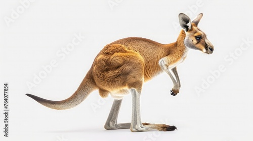 A lively kangaroo mid-hop, capturing the energy and spirit of the circus against a pure white background.