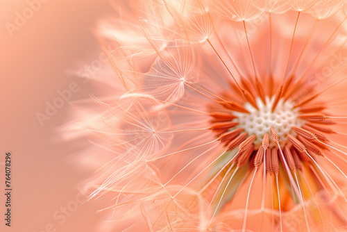 soft detailed macro photo of delicate dandelion seeds in peach pink color (3)