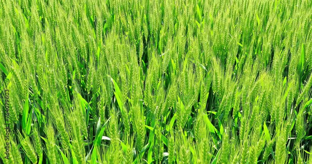 Green wheat field nature landscape in summer. wheat ears swaying in the wind. Green wheat field nature landscape in summer. wheat ears swaying in the wind.