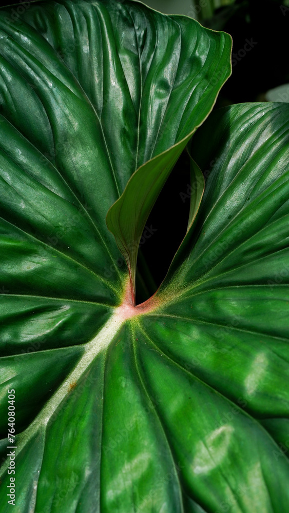 Fototapeta premium close up Philodendron plowmanii leaves texture, tropical plants