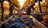 Harvest workers picking grapes in vineyard