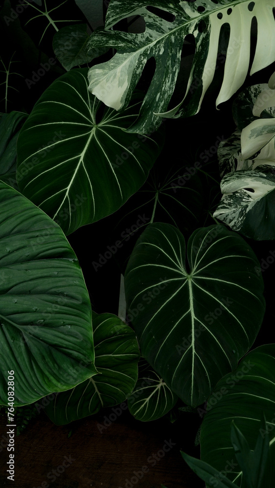 Fototapeta premium close up Philodendron gloriosum, heart leaves philodendron, tropical background