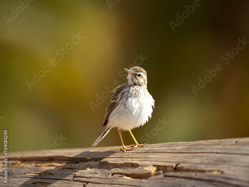 Berthelot's pipit (Anthus berthelotii) photo