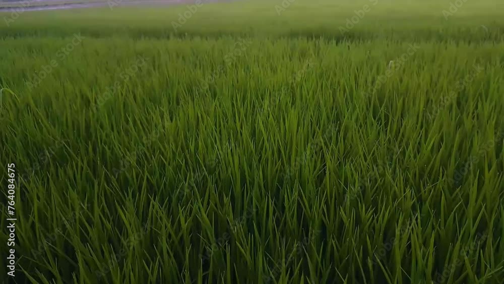 Green rice field farm in rural Indonesian. Motion Video