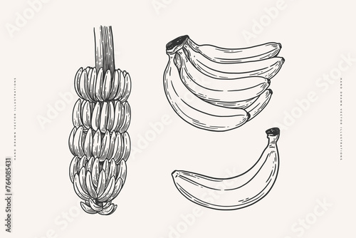Set of bananas in engraving style. Hand-drawn tropical fruits. Template for design postcards, packaging and labels. Vintage illustration on a light isolated background.