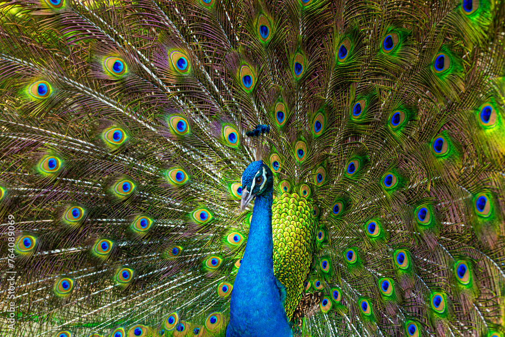 Fototapeta premium peacock,Portrait of beautiful peacock with feathers out