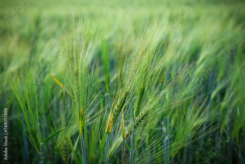 Green wheat ears in field