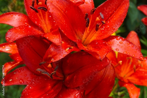 Vibrant Red Lilies Drenched in Raindrops. A stunning close-up of vibrant red tiger lilies in full bloom, glistening with crystal-clear raindrops