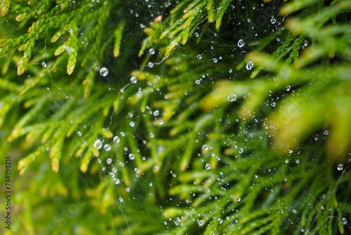 Close-up of a delicate spiderweb adorned with sparkling morning dew. Thuja branch adorned with glistening morning dew	