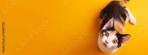 Cute shorthair tricolor kitten sits on a bright yellow background. Banner about pets. Creativ consept for animal shop. Top view, copy space